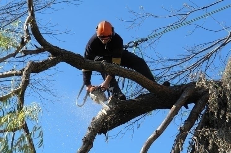 Potatura in tree climbing