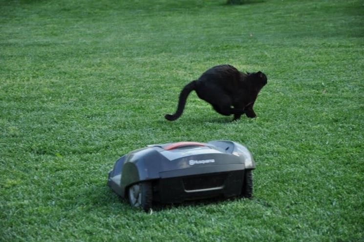 Nuovo amico per il gatto