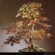 Bonsai acero giapponese