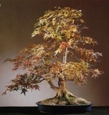 Bonsai acero giapponese