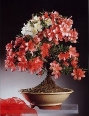 Azalea japonica bonsai