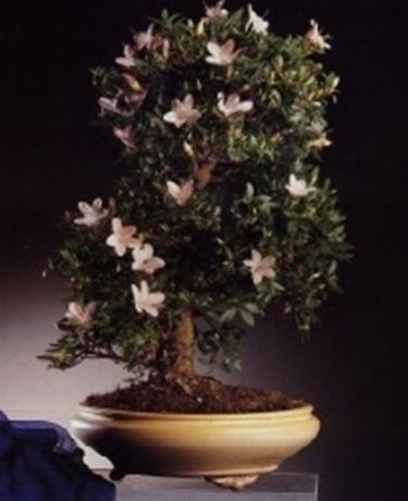Azalea japonica bonsai