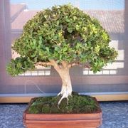 Buxus harlandii bonsai