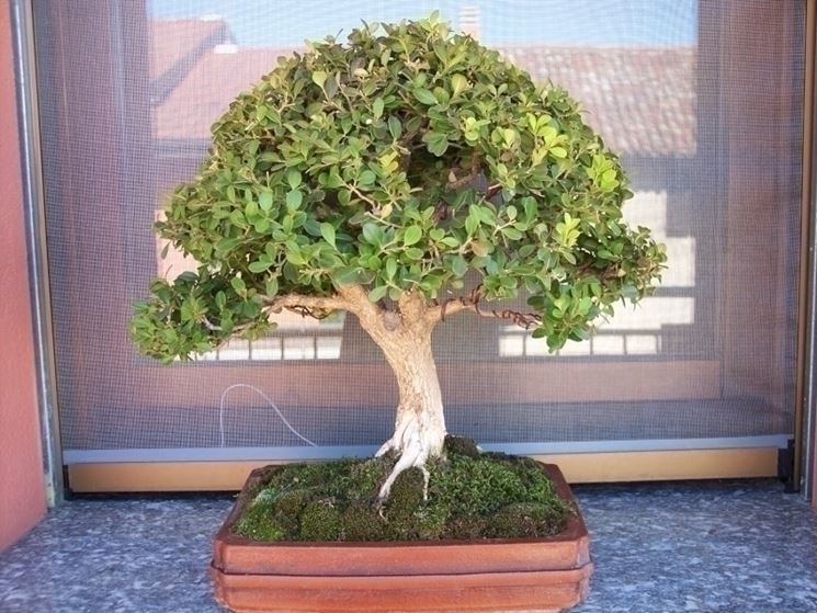Buxus harlandii bonsai