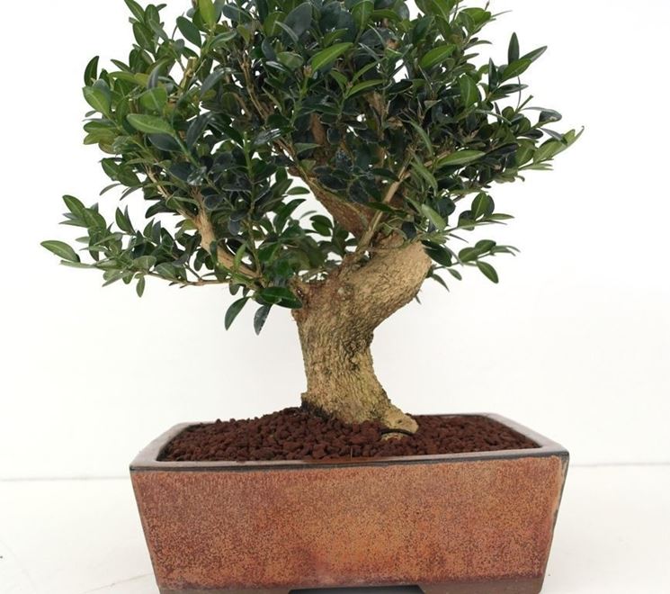 bonsai di bosso