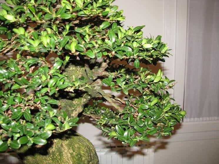 bonsai di bosso