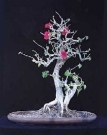 buganville bonsai