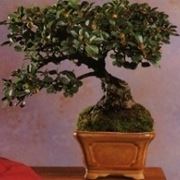 Cotonastro bonsai
