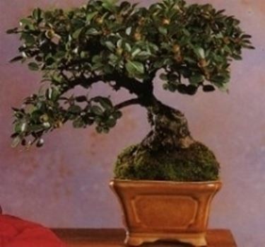 Cotonastro bonsai