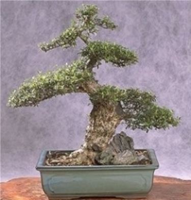 Cotonastro bonsai