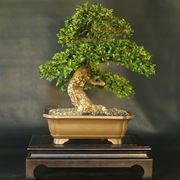 cotoneaster bonsai