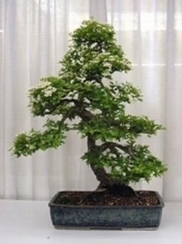 Biancospino bonsai
