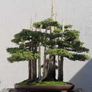 Cipresso bonsai