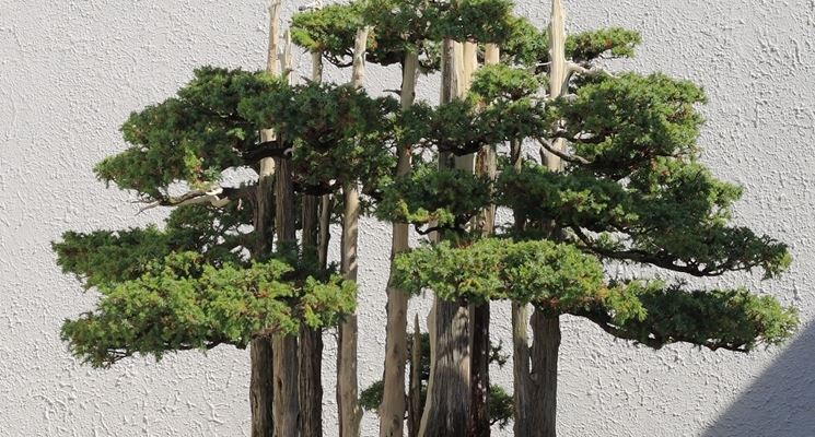 Cipresso bonsai