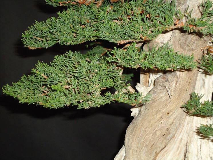 Cipresso bonsai