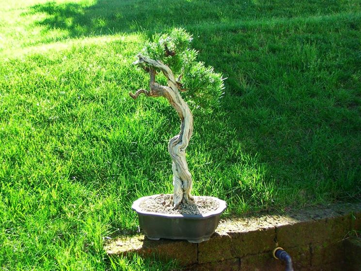 Cipresso bonsai