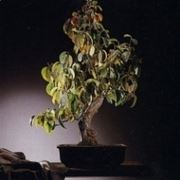 Cydonia bonsai