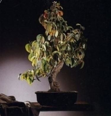 Cydonia bonsai