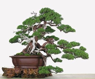 Schede Bonsai