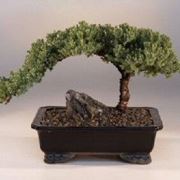 piante bonsai