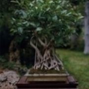 Ficus retusa