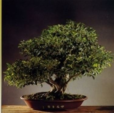 Ficus retusa