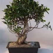 ficus retusa bonsai