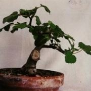 Fico bonsai