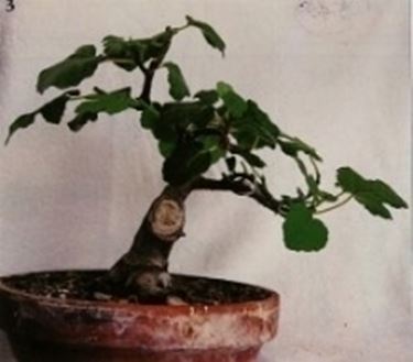 Fico bonsai