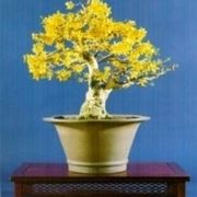 Forsizia bonsai