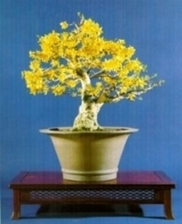 Forsizia bonsai