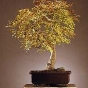 Frassino bonsai