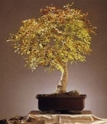 Frassino bonsai