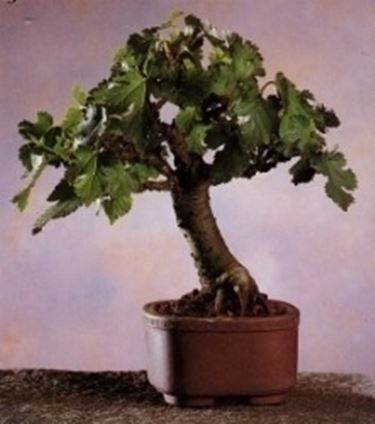 gelso bonsai