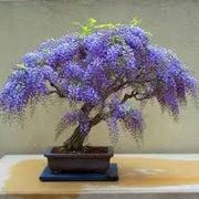 bonsai glicine