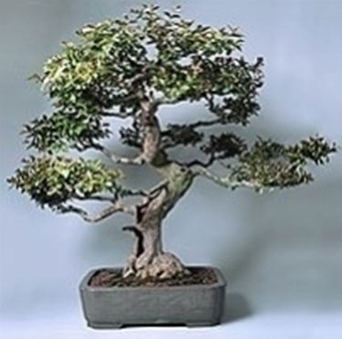 Lagestroemia bonsai