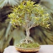 bonsai melograno