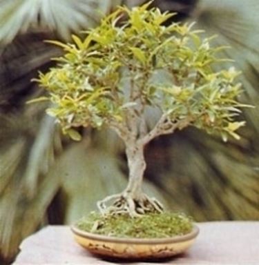 bonsai melograno