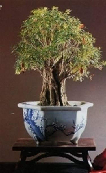 bonsai melograno