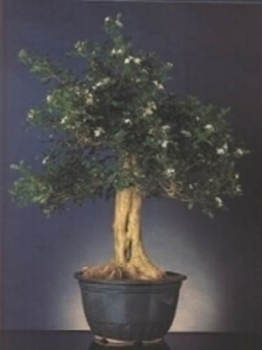 Murraia bonsai