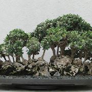 Ulivo Bonsai