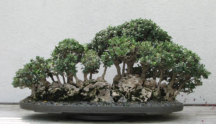 Ulivo Bonsai