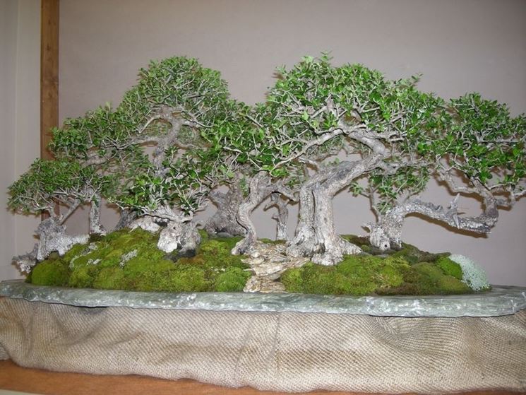 Ulivo Bonsai