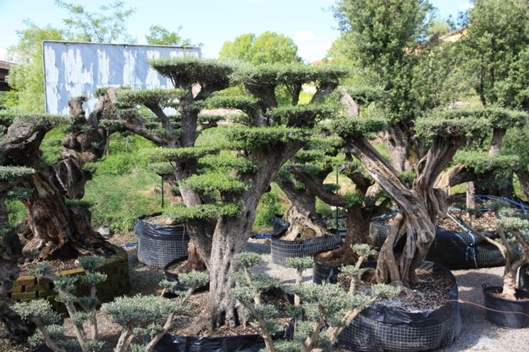 Ulivo Bonsai