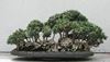 Ulivo Bonsai