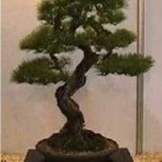 bonsai picea