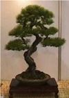 bonsai picea