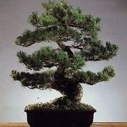 Pino bonsai
