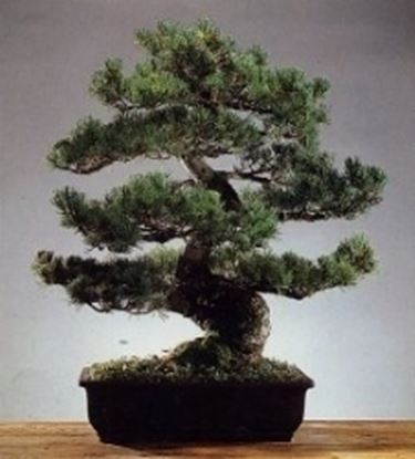 Pino bonsai