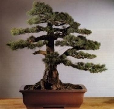 Pino bonsai